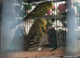 Budgie Birds Pick any 2 x MALES from a 2 x greens and 4 x sky/ocean/ blues/cobalt mauve for £50