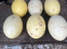 Rhea eggs for sale
