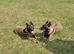 Two Male Belgian Malinois Experienced Working Home Required