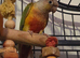 Conure