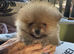 Tiny teddy bear face Pomeranians