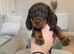 BEAUTIFUL MINIATURE DACHSHUNDS