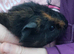 Guinea Pig Males Available Now
