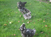 Hatching Eggs from Hybrid Bantams ( Araucana x Pekin ) green egg layers