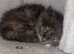 Beautiful ragdoll cross