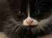 Kittens for sale