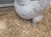 Unsexed lavender pekin
