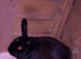 2 Rabbits