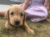 A stunning litter