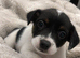 Jack Russell Girl Puppy Left️ ready to leave Sunday