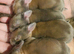 Lion head x french lop