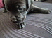 4 stunning pups