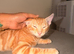 TICA Registered F4 Bengal Boy – Rare Ginger Colouring