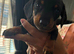 miniture dachshunds