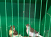 5 Young Fife Canaries