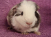 BEAUTIFUL MALE GUINEA PIGS