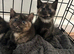 Gorgeous Kittens