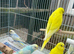 Baby rainbow and pied budgies