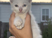 4 kittens ready now