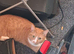 Female cat