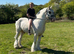15h Cremello cob FOR STUD