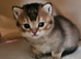 Golden shaded and spotted British shorthair