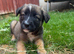 Mali x