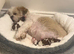 Shihtzu