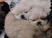 KC PEKINGESE PUPPYS AVAILABLE Now!!!