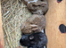 Lovely Netherland dwarf baby rabbits.