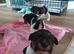 Beautiful wire fox terrier puppies 3 girls left