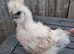2 bearded silkie chicks available