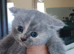 Kittens looking for home