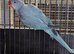 Stunning super tame baby mutation rare blue alexanderine