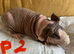 Lovely baby Guinea pigs