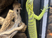1.1 yellow tree monitor pair