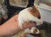 Male guinea pigs