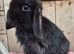 Mini lop buck.