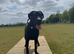 Labrador x Presa Canario