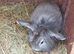 Male lionhead cross rabbits