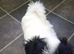 One male puppy