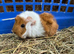 Bonded boars
