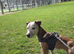 Jack russel cross