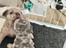 1. Lilac Merle Boy left Dwkc registered