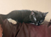 kitten girl playful loving