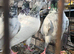 Pakistani highflyers for sale