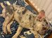 I have for Sale a blue/merle male French Bulldog