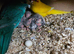 6 green and yellow pied kakarikis