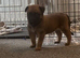 Belgian Malinois pups ready to go 17th July