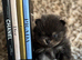 Exclusive Stunning KC reg Teddy Bear Poms